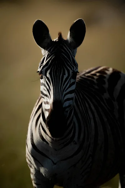 Close-up van vlakten zebra staande geconfronteerd camera — Stockfoto