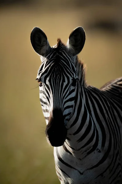 Крупный план равнинной зебры, стоящей перед камерой — стоковое фото