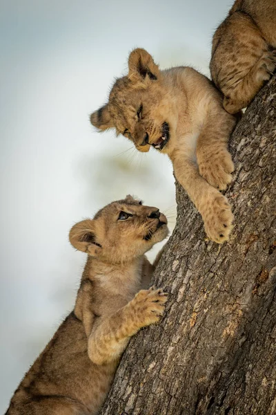 Primer plano de tres cachorros de león en el tronco — Foto de Stock