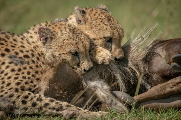 Gros plan de deux guépards étouffant le gnous bleu — Photo