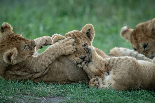 Крупним планом з трьох левів грають бійки — стокове фото