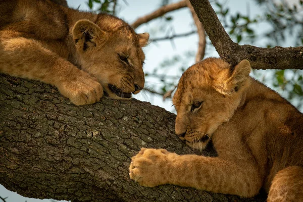 Close-up of two lion cubs in tree — Stock Photo, Image