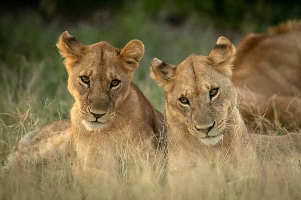Close-up de dois filhotes de leão deitados juntos — Fotografia de Stock