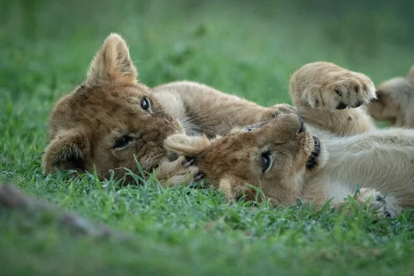Çimenlerde yatan iki aslan yavrusunun yakın çekimi. — Stok fotoğraf