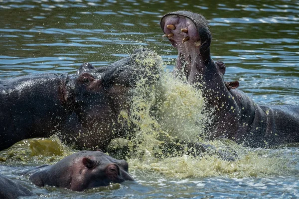 Primer plano de dos hipopótamos salpicándose entre sí —  Fotos de Stock