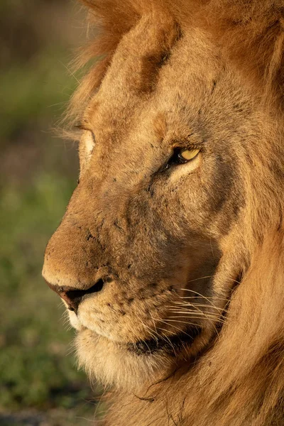 Close-up of male lion in golden light Royalty Free Stock Images