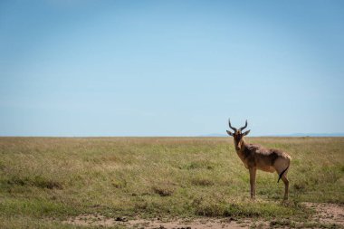 Kokain antilopları Savannah 'da kameraya bakıyor.