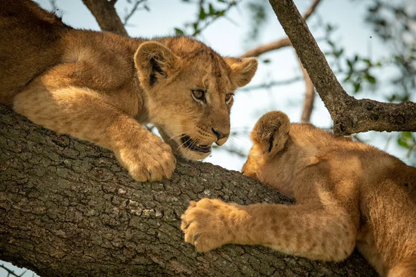 Close-up of two lion cubs on bough — Stock Photo, Image
