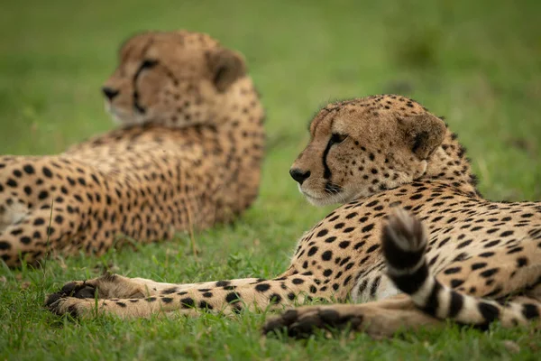Nahaufnahme zweier männlicher Geparden im Liegen — Stockfoto