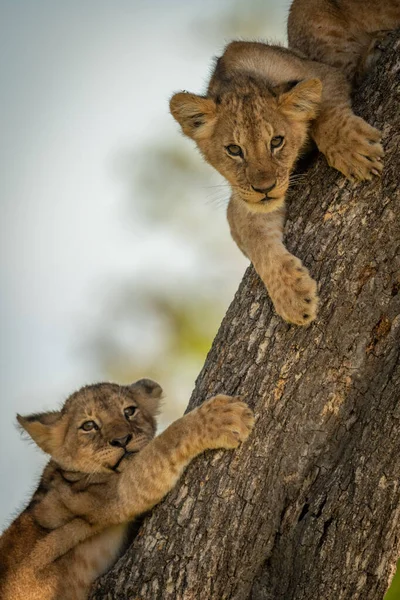 Gros plan de deux lionceaux sur un arbre — Photo