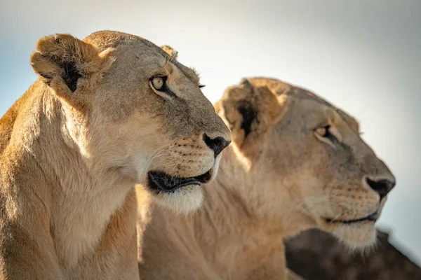 Close-up de duas cabeças de leoa viradas para a direita — Fotografia de Stock