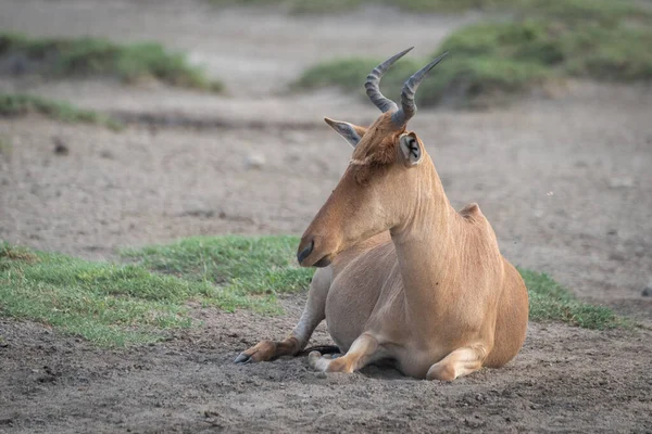 Koka hartebeest leży na sawannie w lewo — Zdjęcie stockowe