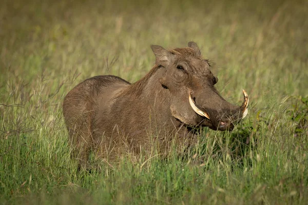 Común warthog stands ojo cámara en hierba —  Fotos de Stock