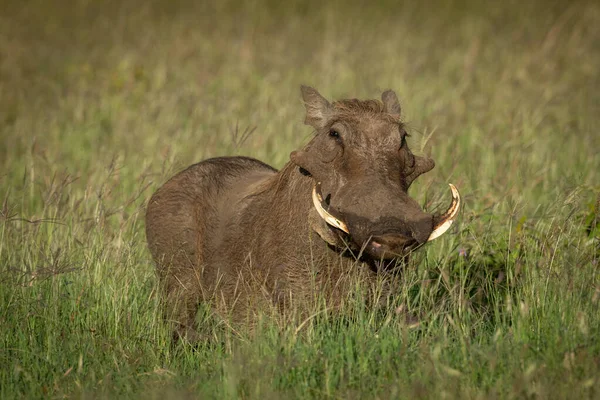 Común warthog stands viendo cámara en hierba —  Fotos de Stock
