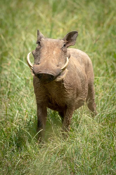 Gemeenschappelijke wrattenzwijn staat tegenover camera in gras — Stockfoto