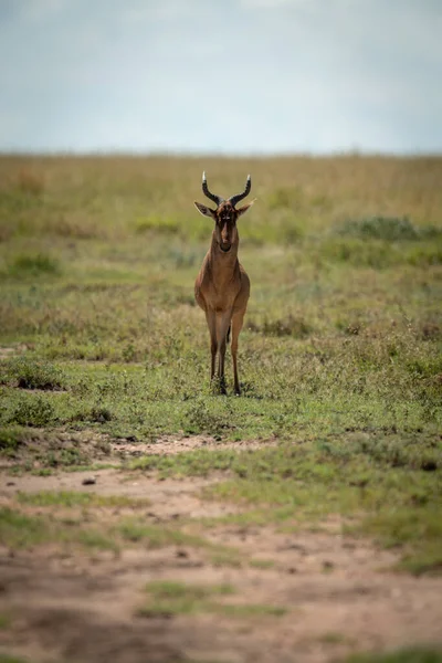 Kokó Hartebeest áll szemben kamera Savannah — Stock Fotó