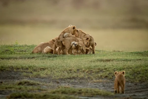 Cub approaches lioness lying covered in cubs — Stock Photo, Image