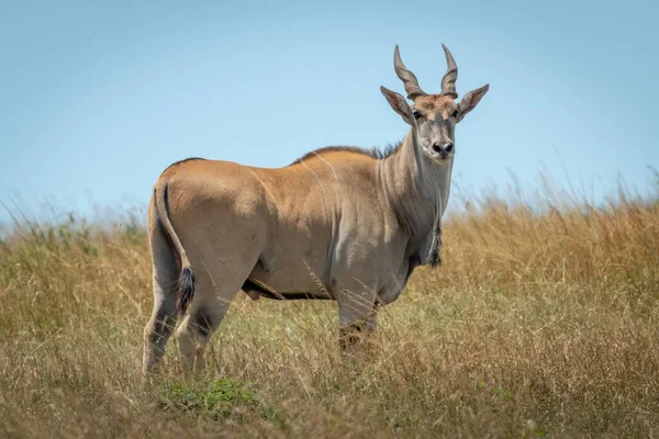 Common eland stands in grass eyeing camera — Stock Photo, Image