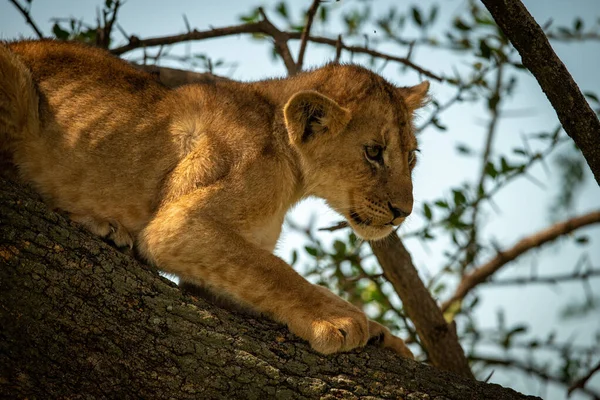 Gros plan du jeune lionceau sur la branche — Photo