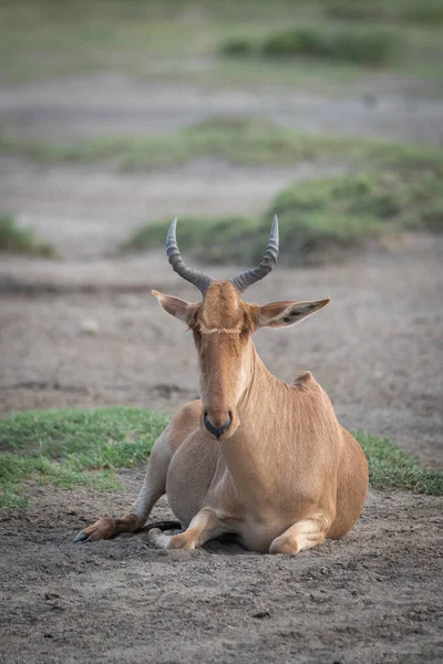 Koks Hartebeest liegt auf Savanne mit Blick nach vorn — Stockfoto