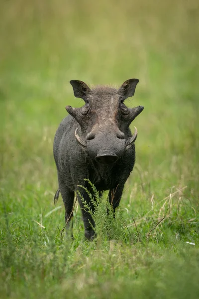 Común warthog stands en hierba viendo cámara — Foto de Stock