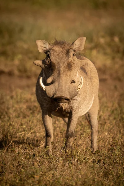 Běžný warthog stojí v trávě proti kameře — Stock fotografie
