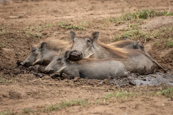 Warthog comum e leitões jazem na lama — Fotografia de Stock