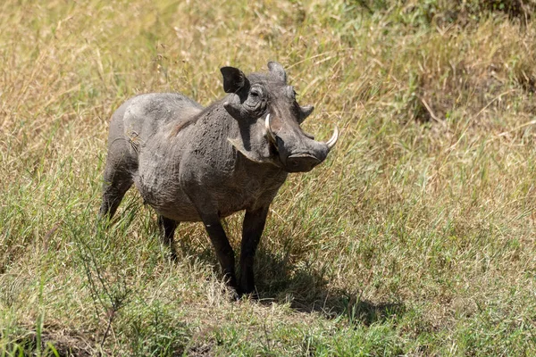 Běžný warthog stojí a pozoruje kameru v dlouhé trávě — Stock fotografie