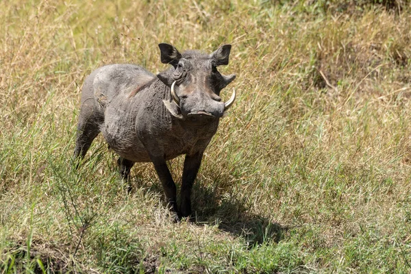 Común warthog stands viendo cámara en largo hierba —  Fotos de Stock
