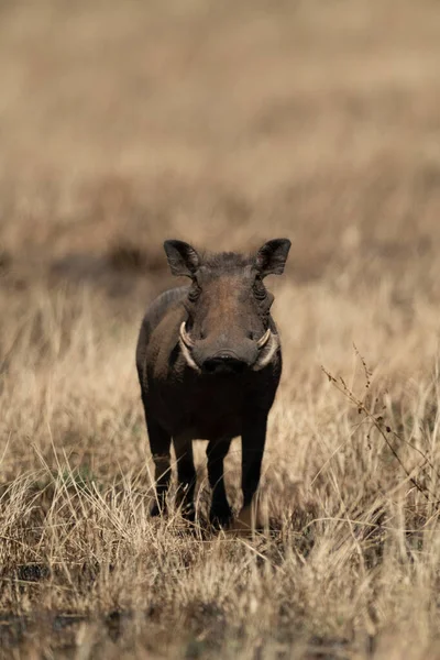 Běžná warthog pozorovací kamera ze spálené trávy — Stock fotografie