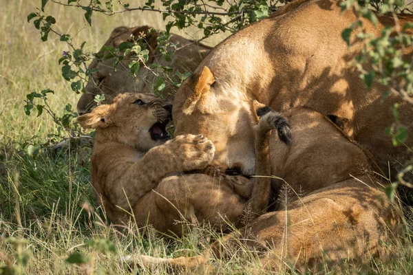 Cub jogar lutando com leoa por outros — Fotografia de Stock