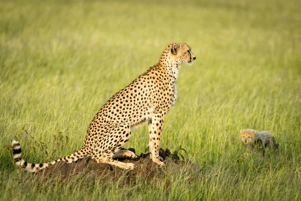 Cub walks towards cheetah sitting on mound — Stock Photo, Image