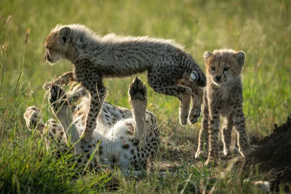 Cub jumps over cheetah mother beside sibling — ストック写真