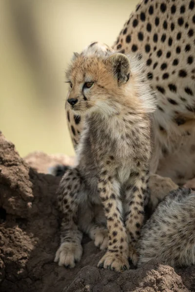 Louveteau assis sur termite monticule à côté guépard — Photo