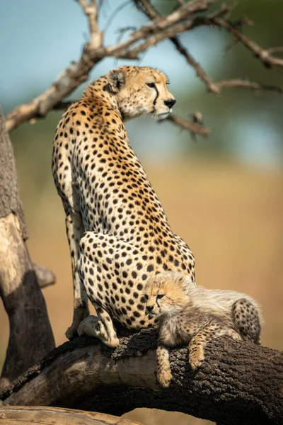 Welp liggend achter cheeta op gevallen tak — Stockfoto