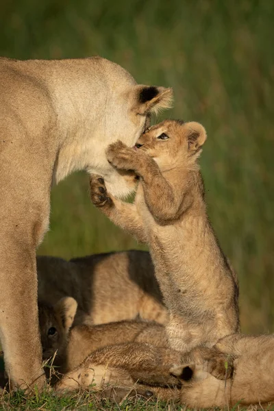 Cub se para en las patas traseras para agarrar a la leona —  Fotos de Stock