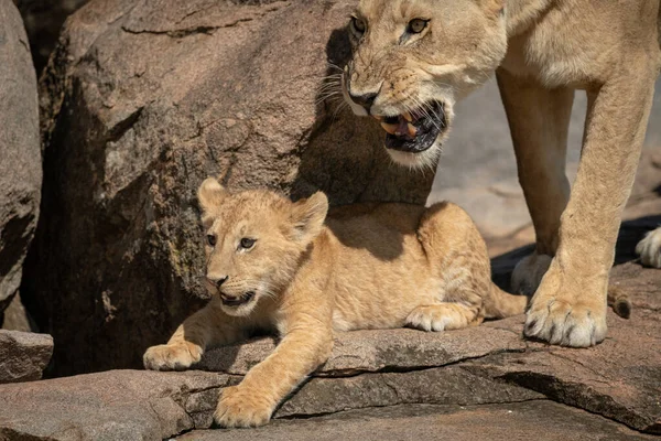 幼崽与咆哮的母狮躺在岩石上 — 图库照片