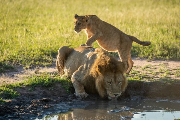 Cachorro se para sobre león macho bebiendo agua —  Fotos de Stock