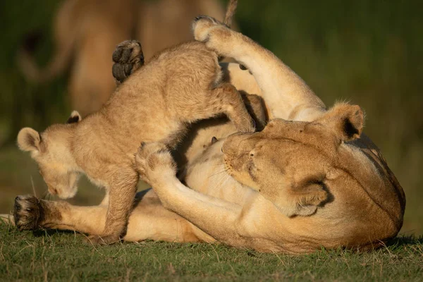 Cub pula sobre a leoa deitada de costas — Fotografia de Stock