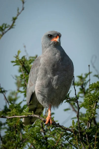 Mörk chanting-goshawk ögon kamera på ett ben — Stockfoto