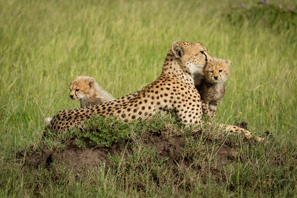 I cuccioli siedono sul tumulo di termite con la madre — Foto Stock