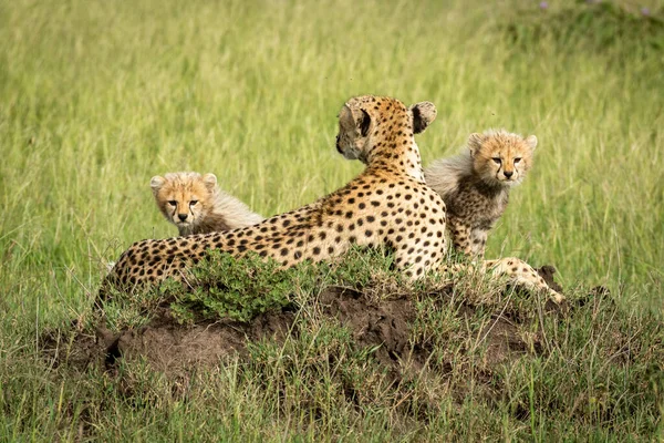 Cubs sit behind mother on termite mound — ストック写真