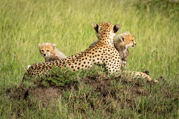 Cubs siedzieć z matką na kopiec termitowy — Zdjęcie stockowe