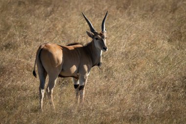 Eland kamerayı izlemek için başını çeviriyor.