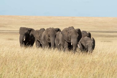 Fil sürüsü uzun otların arasında savana 'yı geçiyor.