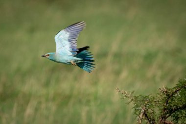 Avrupalı patenci güneşli dikenli çalılardan havalandı