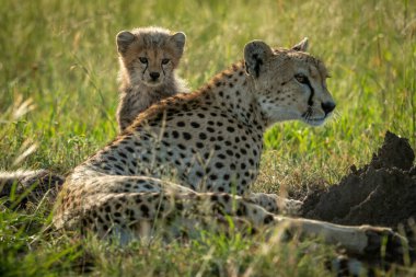 Dişi çita, yavrunun yanında çimenlerde yatıyor.