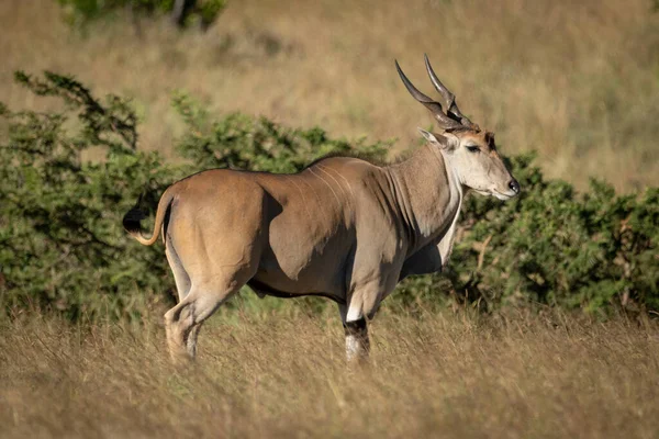 Eland fica em perfil em grama longa — Fotografia de Stock