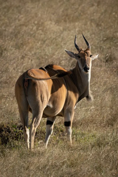 Eland στέκεται σε σύντομο γρασίδι eyeing κάμερα — Φωτογραφία Αρχείου