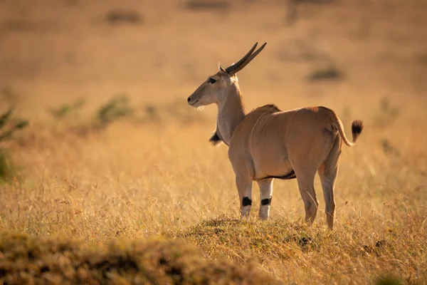 Eland soldaki çimenli ovada duruyor. — Stok fotoğraf